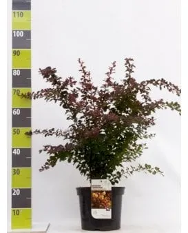 Rød Berberis til hæk